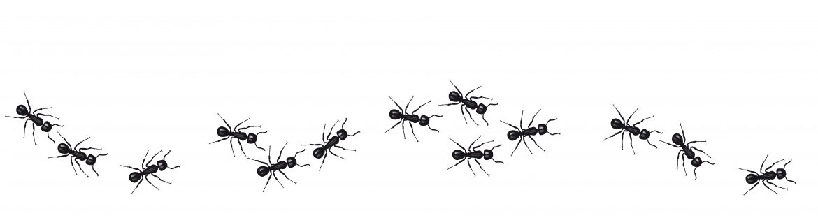 Ameisen vom Hundenapf fern halten